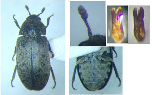 Réf. 335 805 : Dermestes aurichalceus